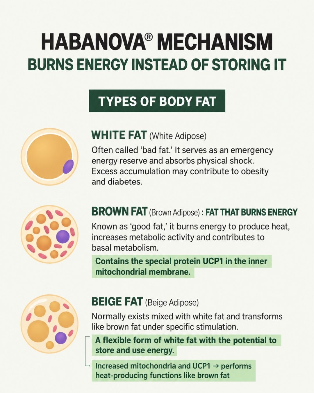 [PROMO] Lavien Perfect Habanoba Hot Burning Balance